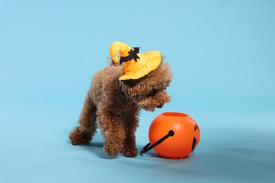 Happy Halloween. Cute Maltipoo dog with decorated hat and pumpkin treat bucket on light blue background