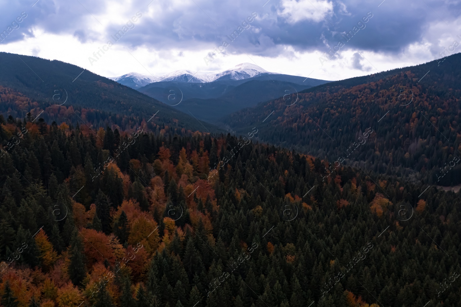 Image of Aerial view of beautiful forest in mountains on autumn day