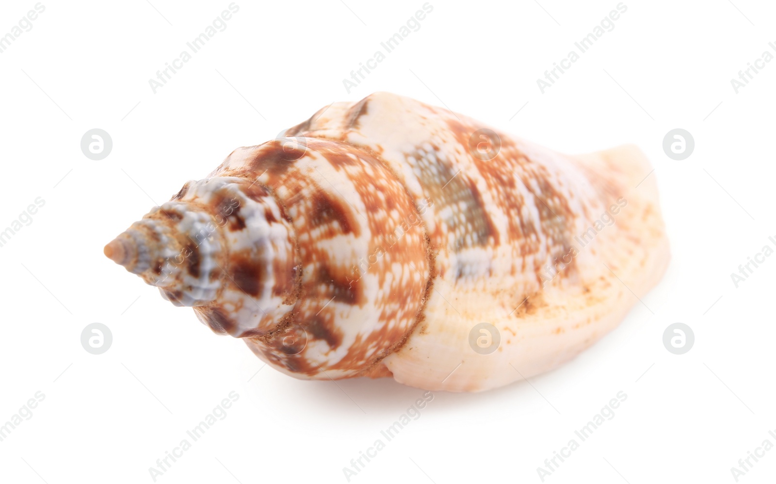 Photo of Beautiful seashell isolated on white. Beach object