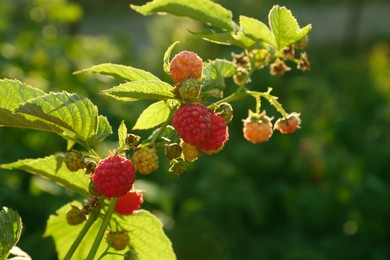 Photo of Beautiful raspberry branch with ripening berries in garden, closeup