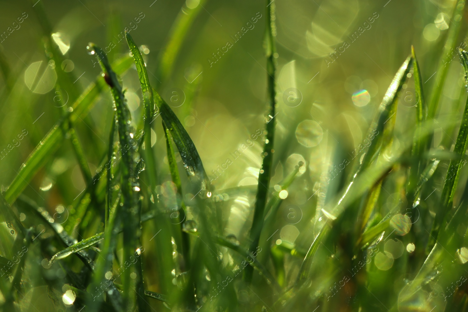 Photo of Green grass with morning dew outdoors, closeup