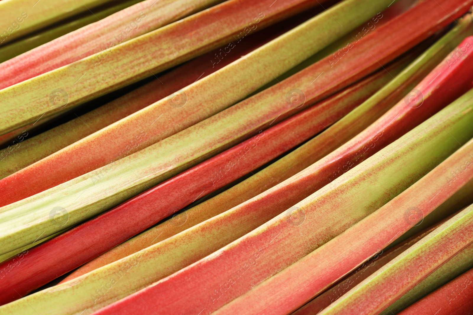 Photo of Many ripe rhubarb stalks as background, closeup