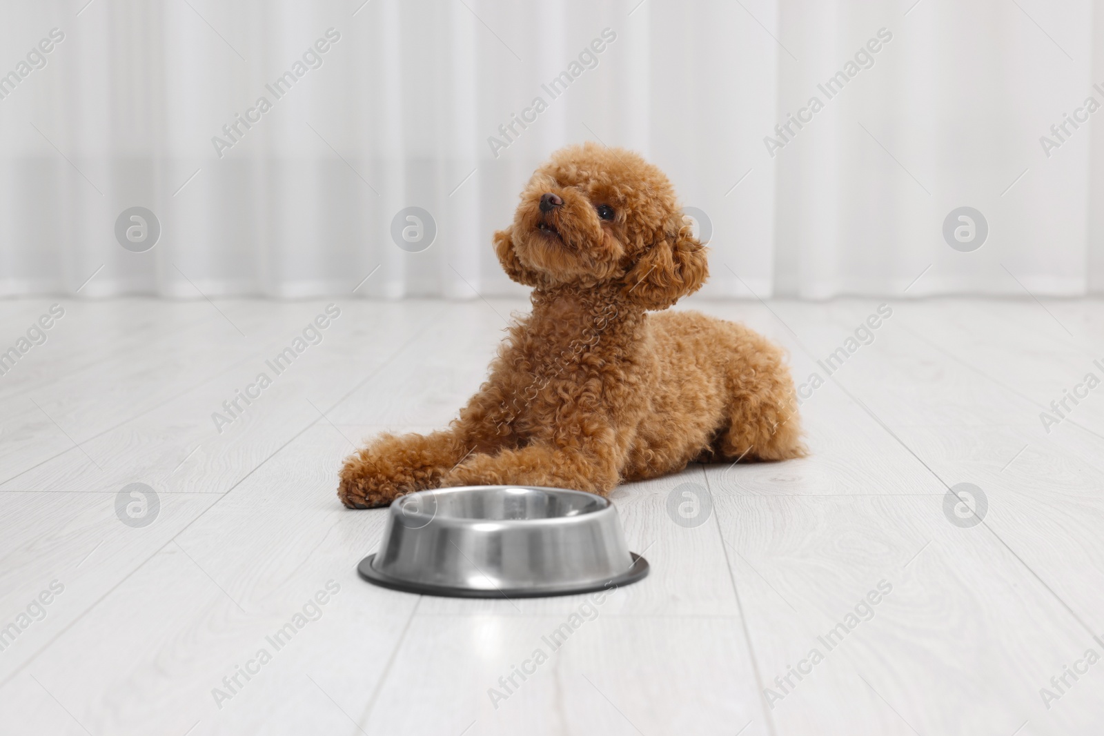 Photo of Cute Maltipoo dog near feeding bowl indoors. Lovely pet