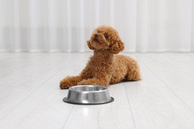 Photo of Cute Maltipoo dog near feeding bowl indoors. Lovely pet