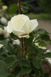 Photo of Closeup view of beautiful blooming rose bush outdoors