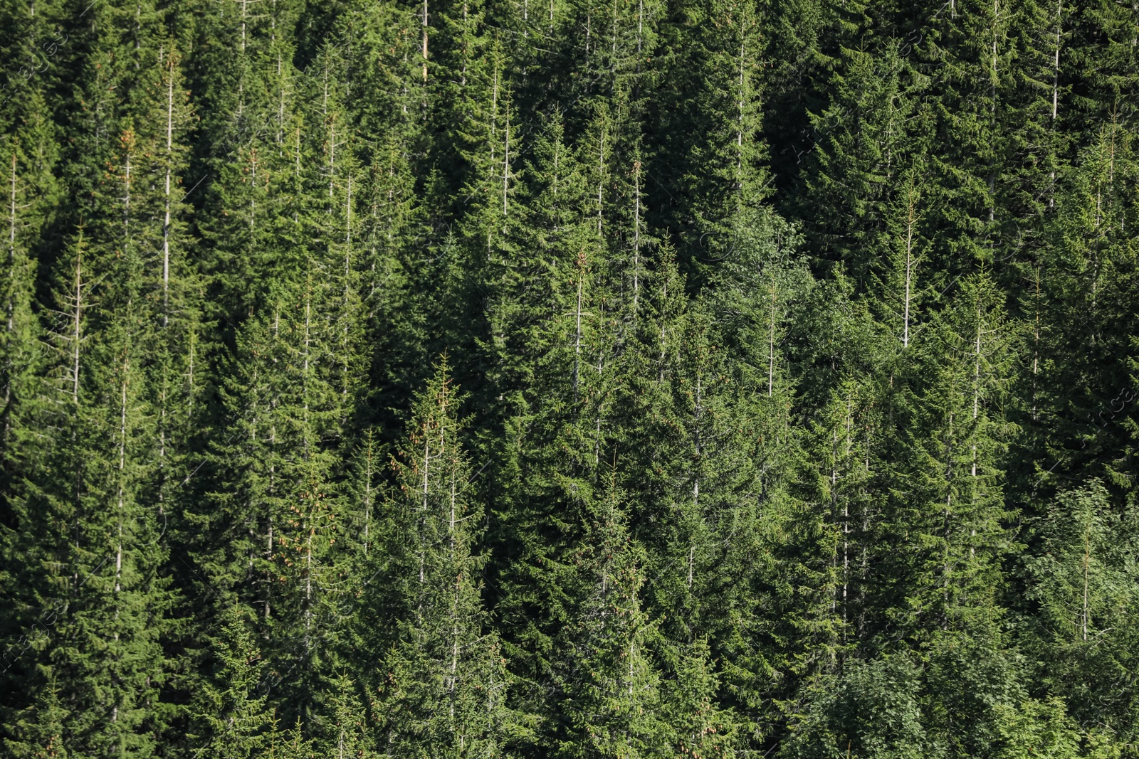 Photo of Beautiful view of coniferous forest as background