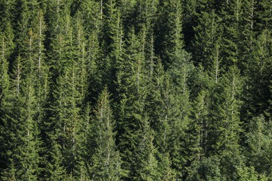 Beautiful view of coniferous forest as background