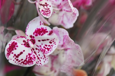 Photo of Beautiful blooming tropical orchid on blurred background, closeup. Space for text