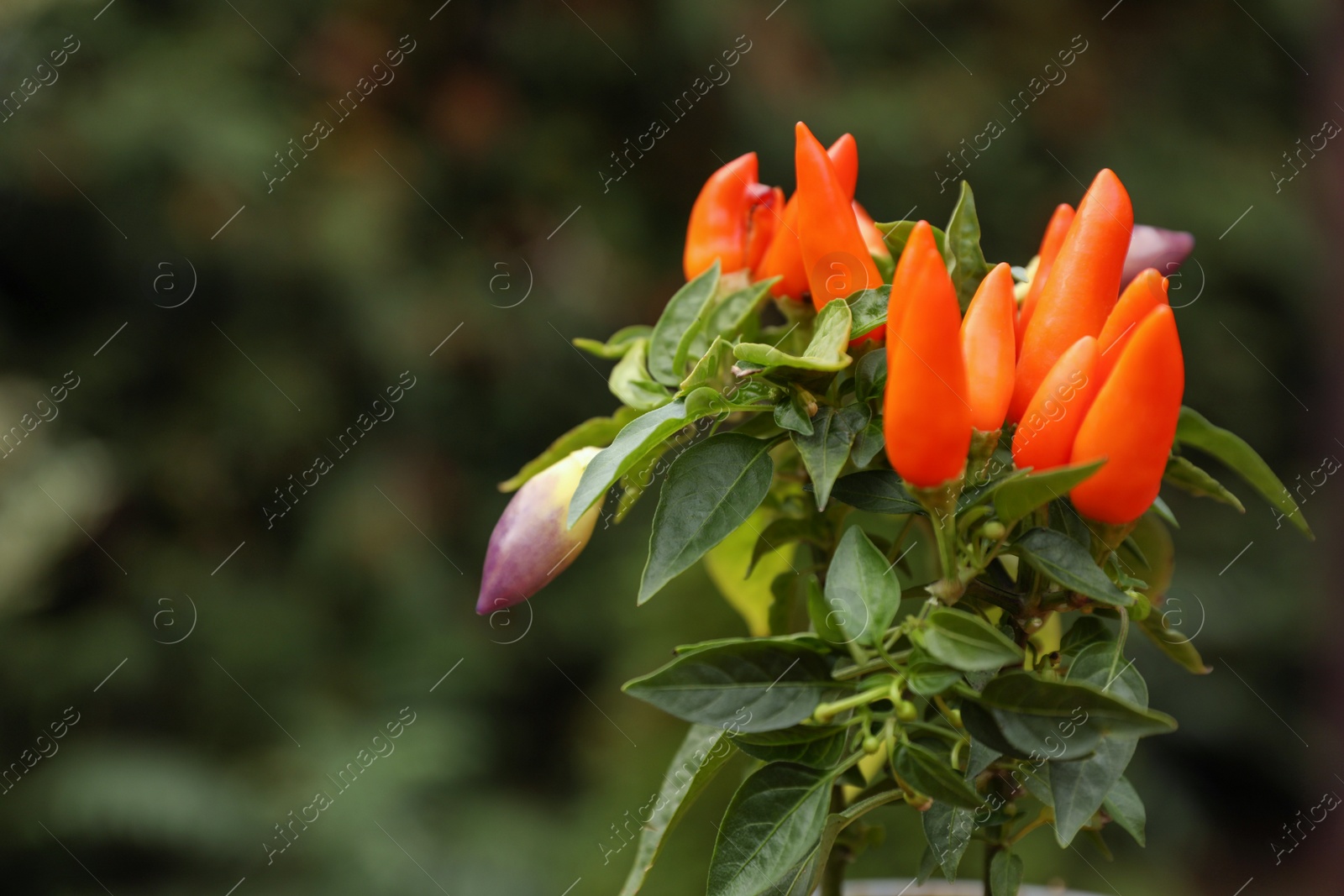 Photo of Capsicum Annuum plant. Potted rainbow multicolor chili peppers outdoors against blurred background, space for text