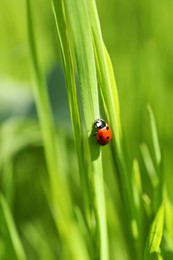 Photo of Tiny ladybug on green grass outdoors, closeup