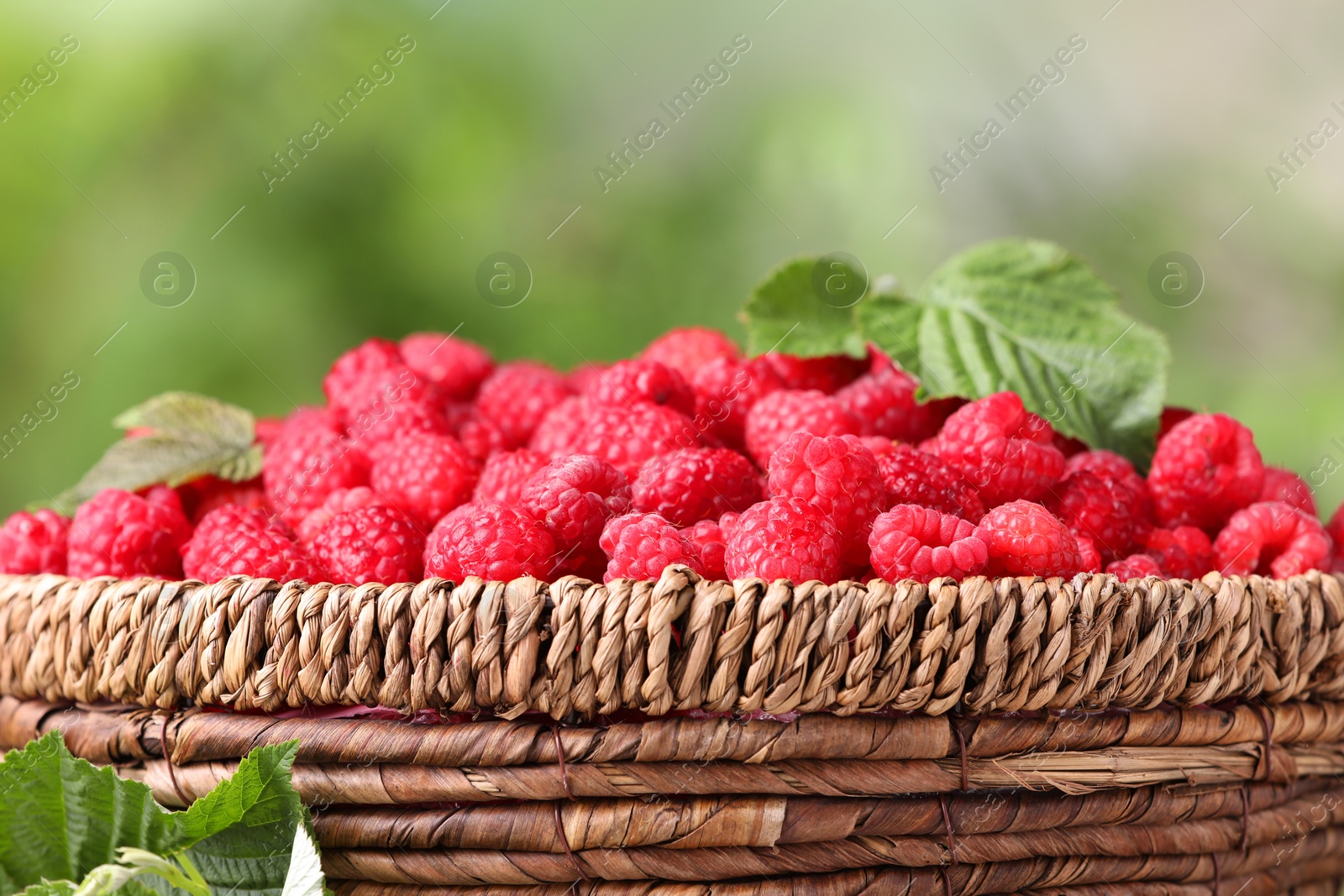 Photo of Wicker basket with tasty ripe raspberries and leaves against blurred green background, closeup