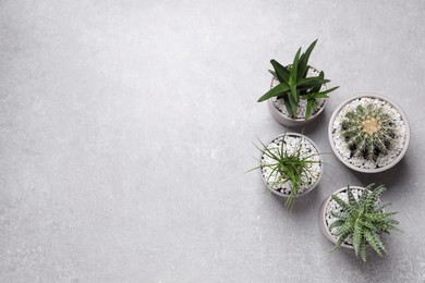 Beautiful Aloe, Cactus and Nolina in pots on grey table, flat lay with space for text. Different house plants
