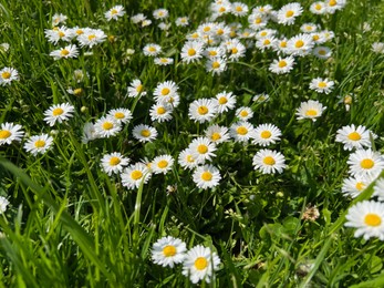 Photo of Beautiful white daisy flowers and green grass growing in meadow