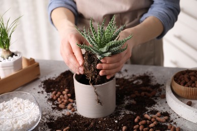 Photo of Woman transplanting Aloe into pot at table indoors, closeup. House plant care