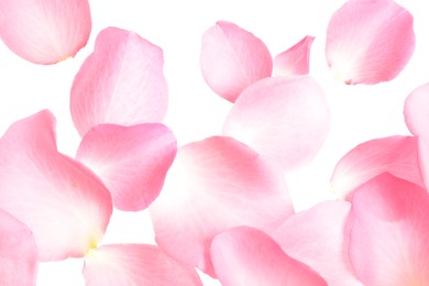 Photo of Fresh pink rose petals on white background, top view