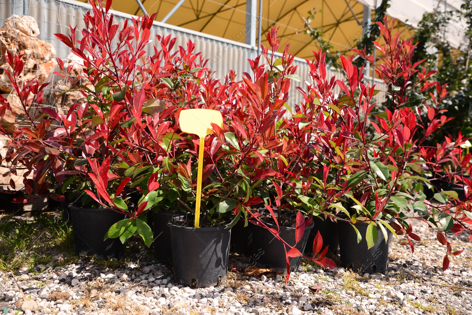 Photo of Many pots with Photinia plants outdoors on sunny day