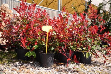 Photo of Many pots with Photinia plants outdoors on sunny day