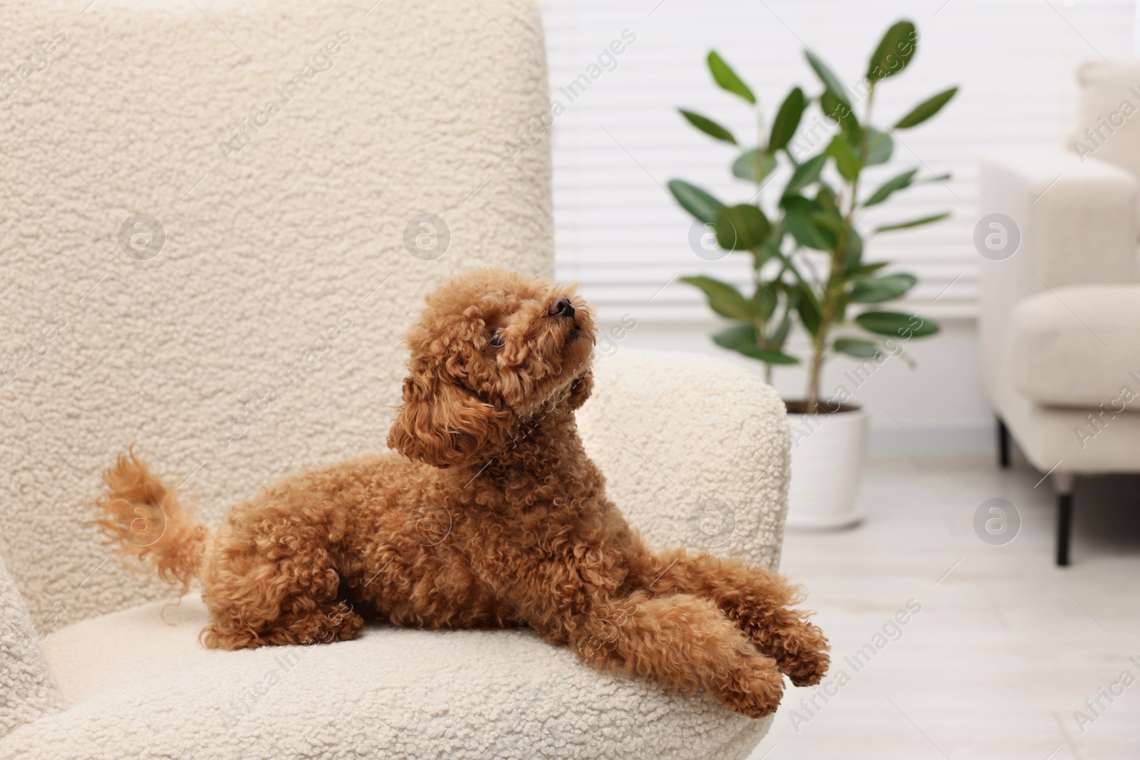 Photo of Cute Maltipoo dog resting on armchair at home, space for text. Lovely pet