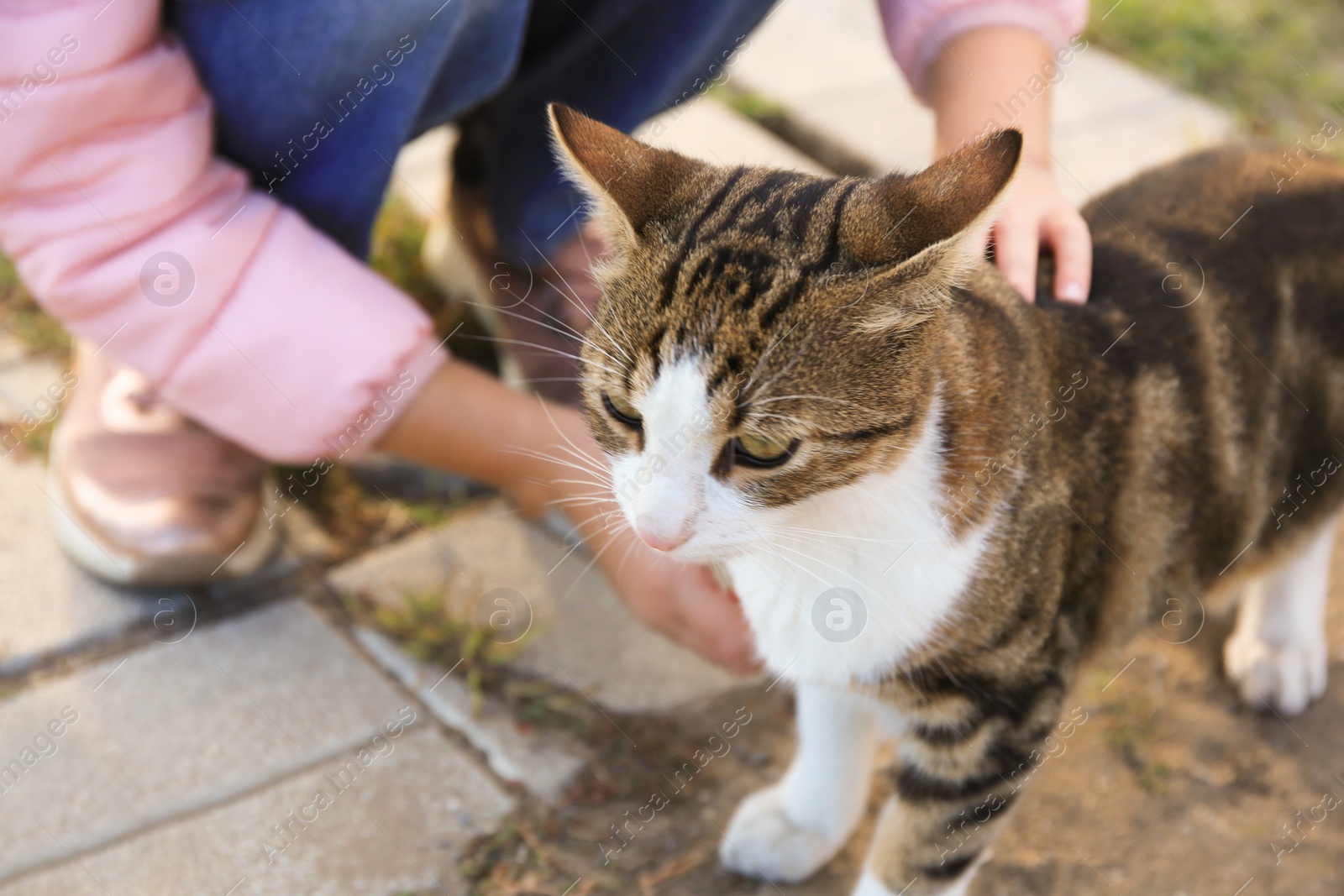 Photo of Child stroking stray cat outdoors, closeup. Homeless animal