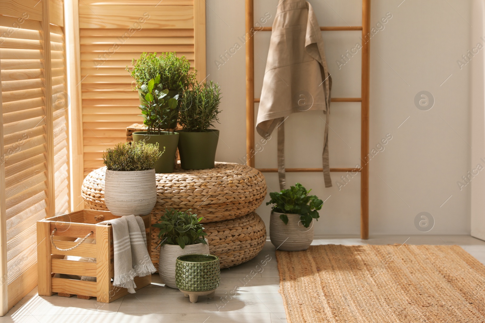 Photo of Different potted herbs in room. Interior design