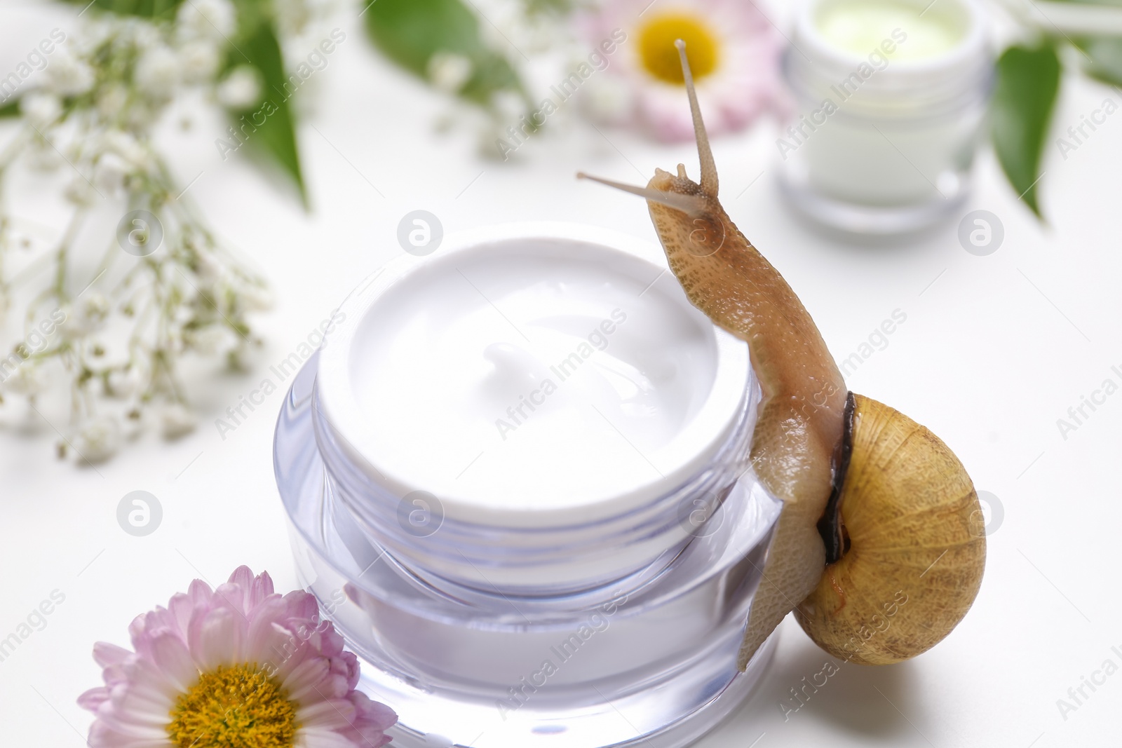 Photo of Snail, jar with cream and chrysanthemum flower on white background, closeup