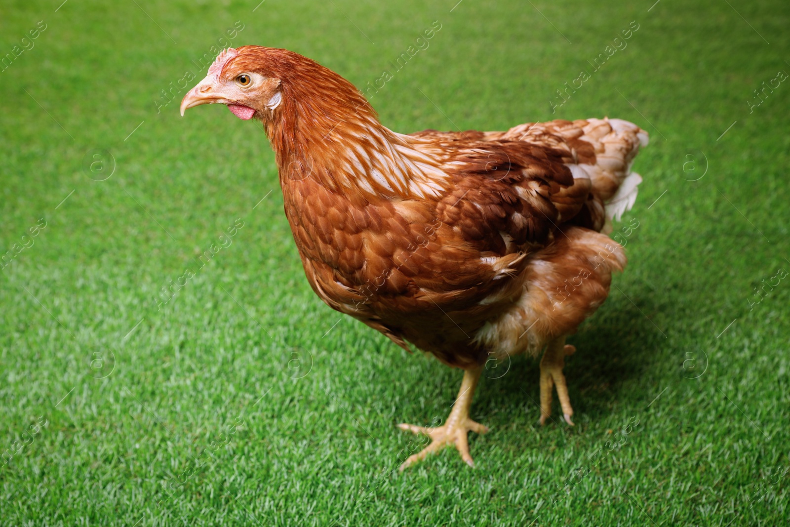 Photo of Beautiful chicken on green grass. Domestic animal