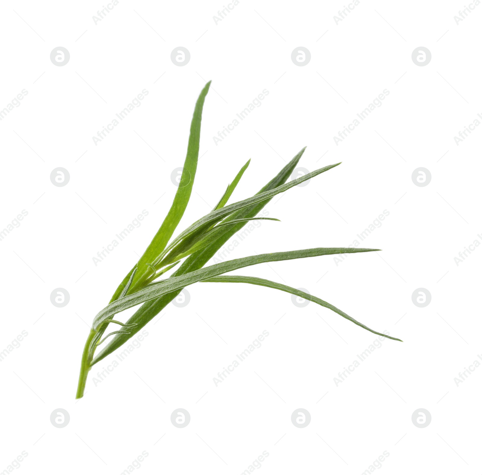 Photo of One sprig of fresh tarragon on white background