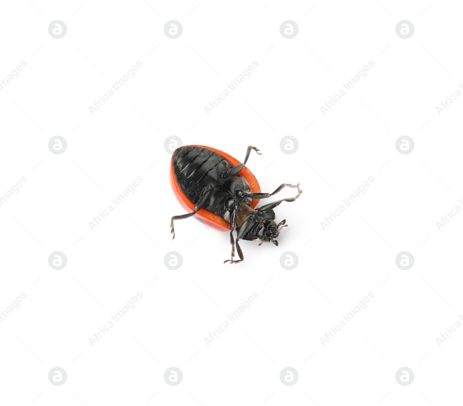 Photo of One overturned red ladybug isolated on white