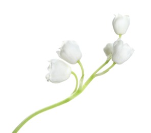 Photo of Beautiful lily of the valley flower on white background