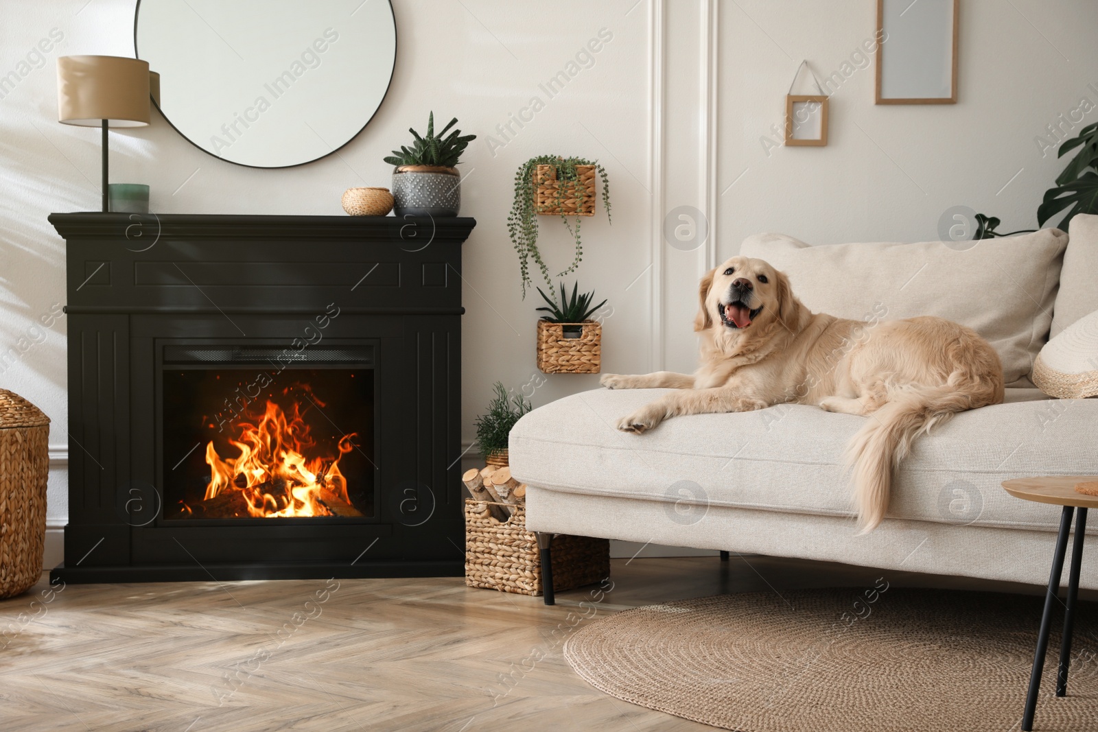 Photo of Adorable Golden Retriever dog on sofa near electric fireplace indoors