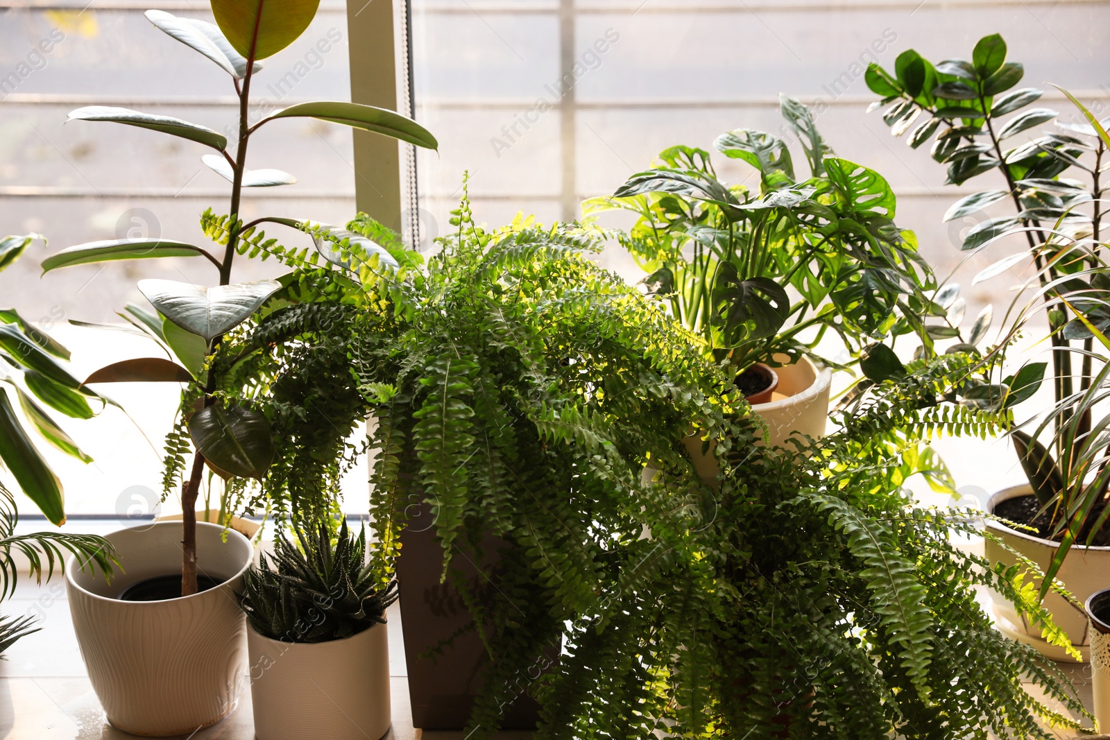 Photo of Different potted plants on window sill at home