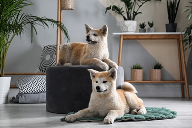 Cute Akita Inu dogs in room with houseplants
