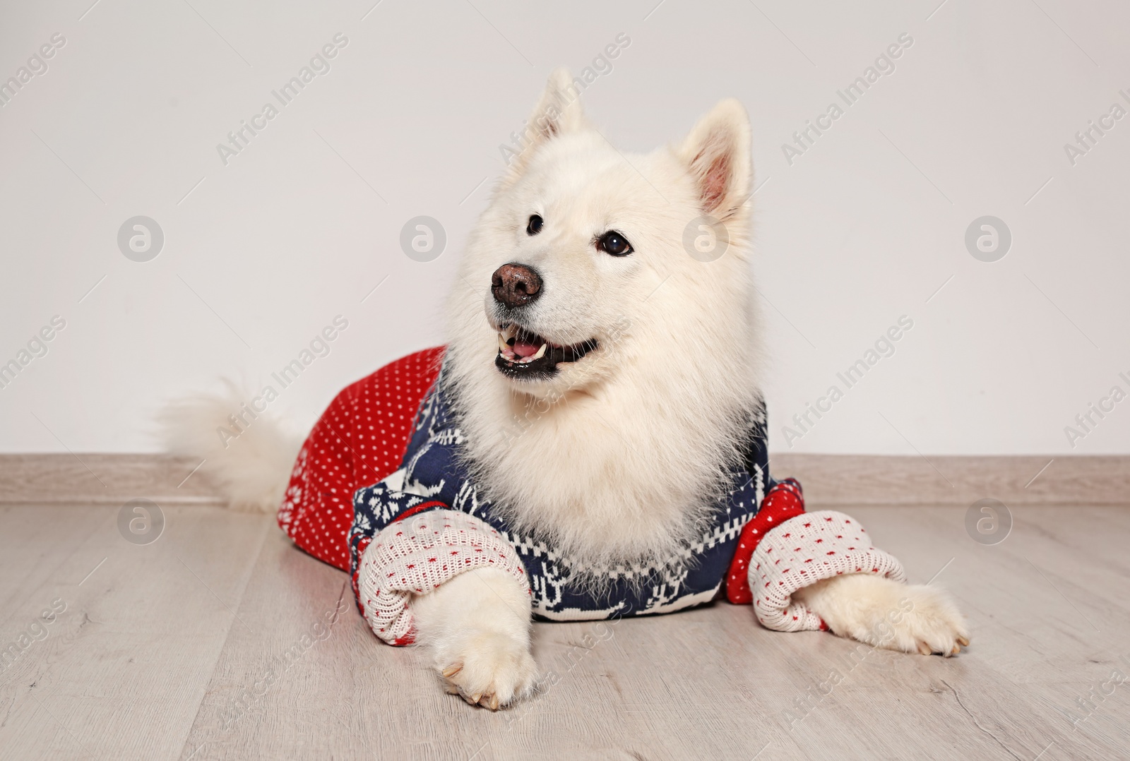 Photo of Cute dog in warm sweater on floor. Christmas celebration