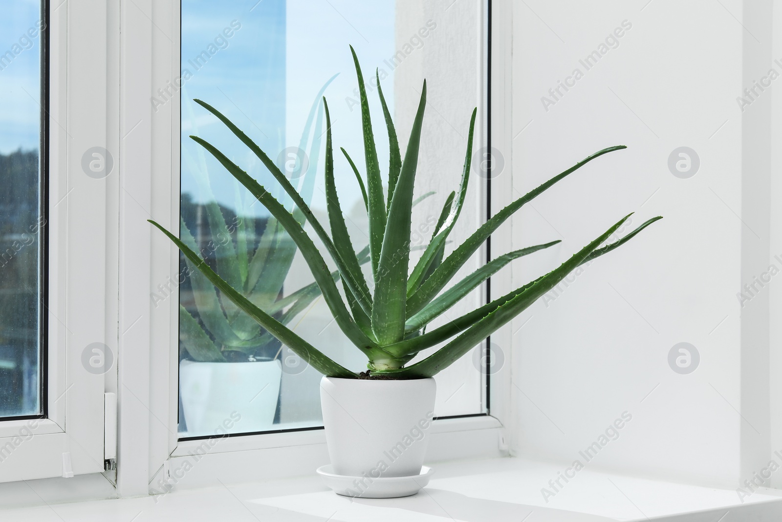 Photo of Green aloe vera plant in pot on windowsill