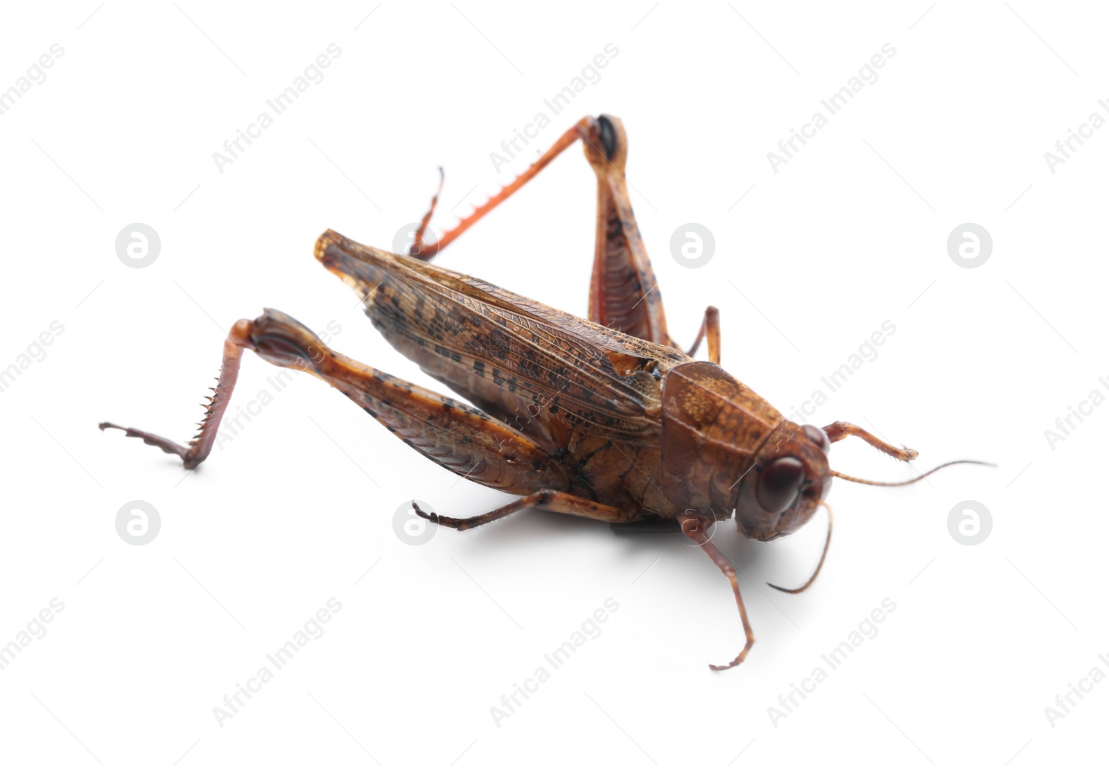 Photo of Brown grasshopper isolated on white. Wild insect