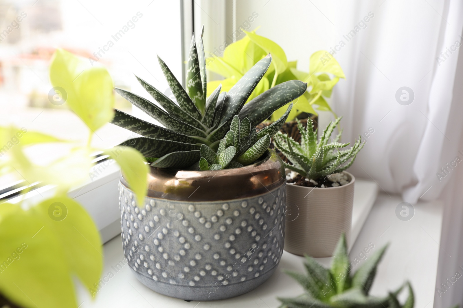 Photo of Beautiful potted houseplants on window sill indoors