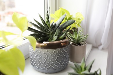 Beautiful potted houseplants on window sill indoors