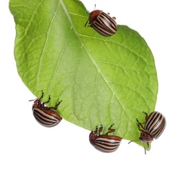 Photo of Many colorado potato beetles on green leaf against white background