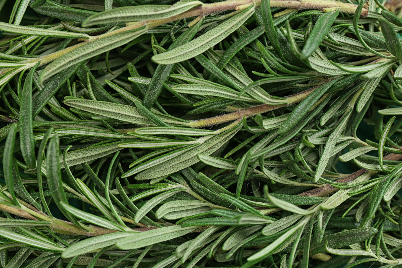 Photo of Fresh organic rosemary as background, top view