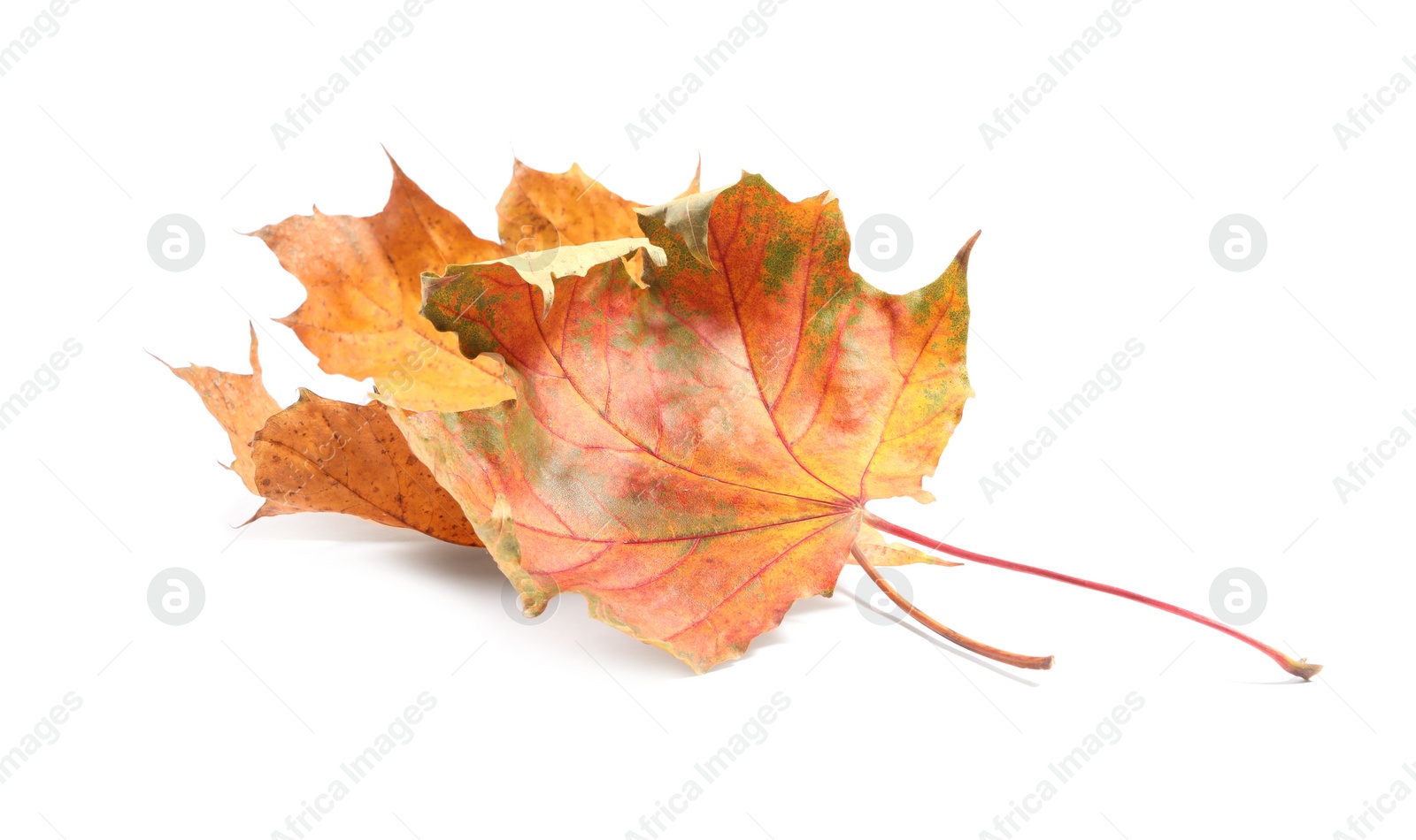 Photo of Autumn season. Dry maple leaves isolated on white