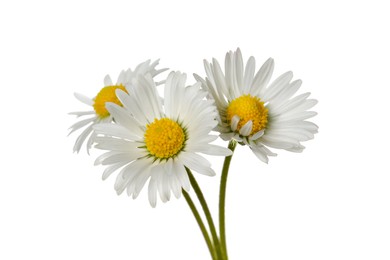 Photo of Beautiful tender daisy flowers isolated on white