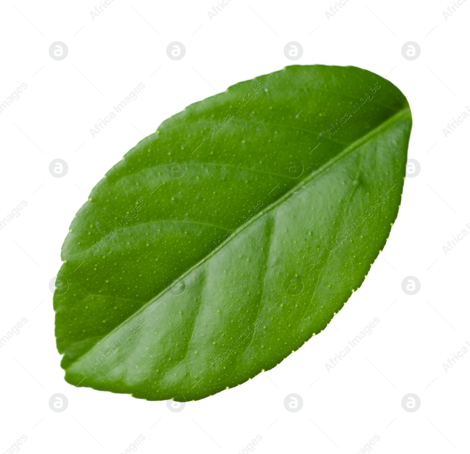 Photo of Green leaf of lemon tree isolated on white