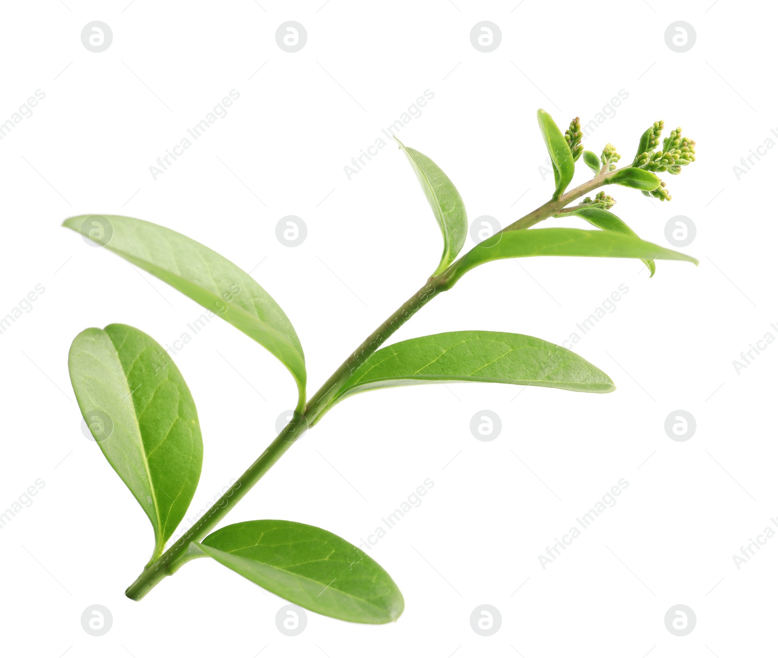 Photo of Branch with green leaves on white background