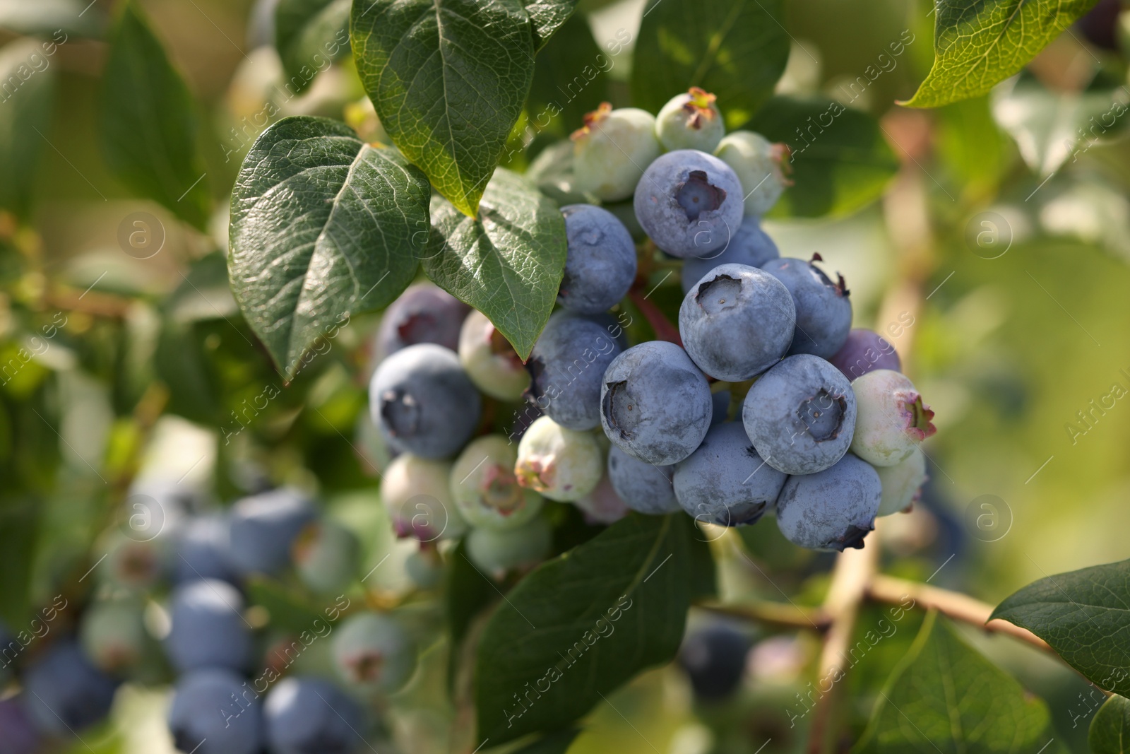 Photo of Wild blueberries growing outdoors, closeup. Seasonal berries