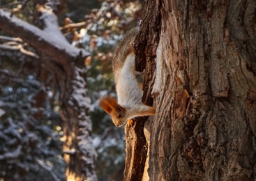 Cute squirrel on acacia tree in winter forest