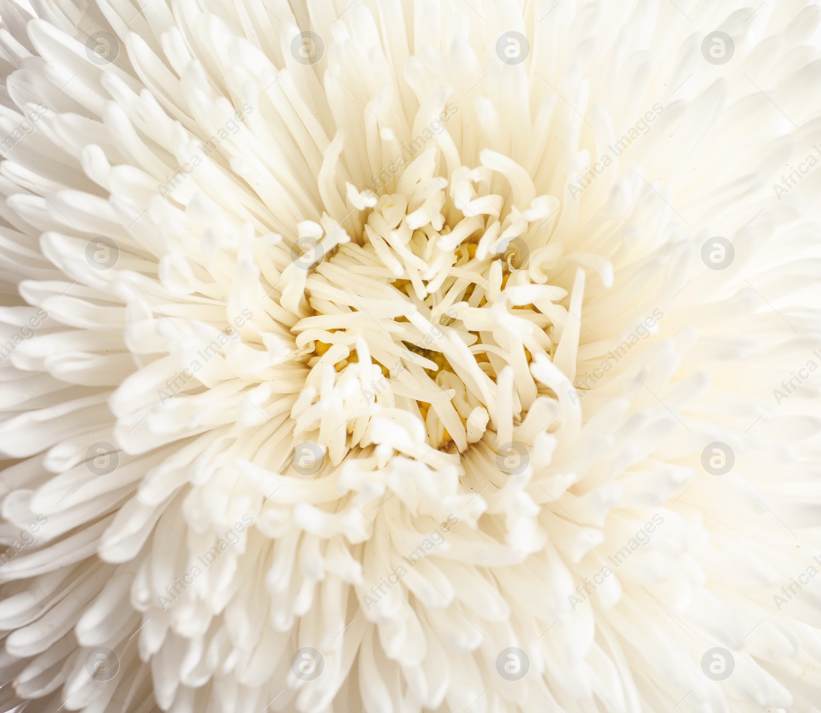 Photo of Beautiful aster flower as background, closeup view