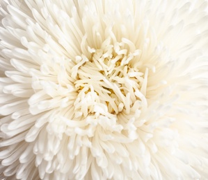 Beautiful aster flower as background, closeup view