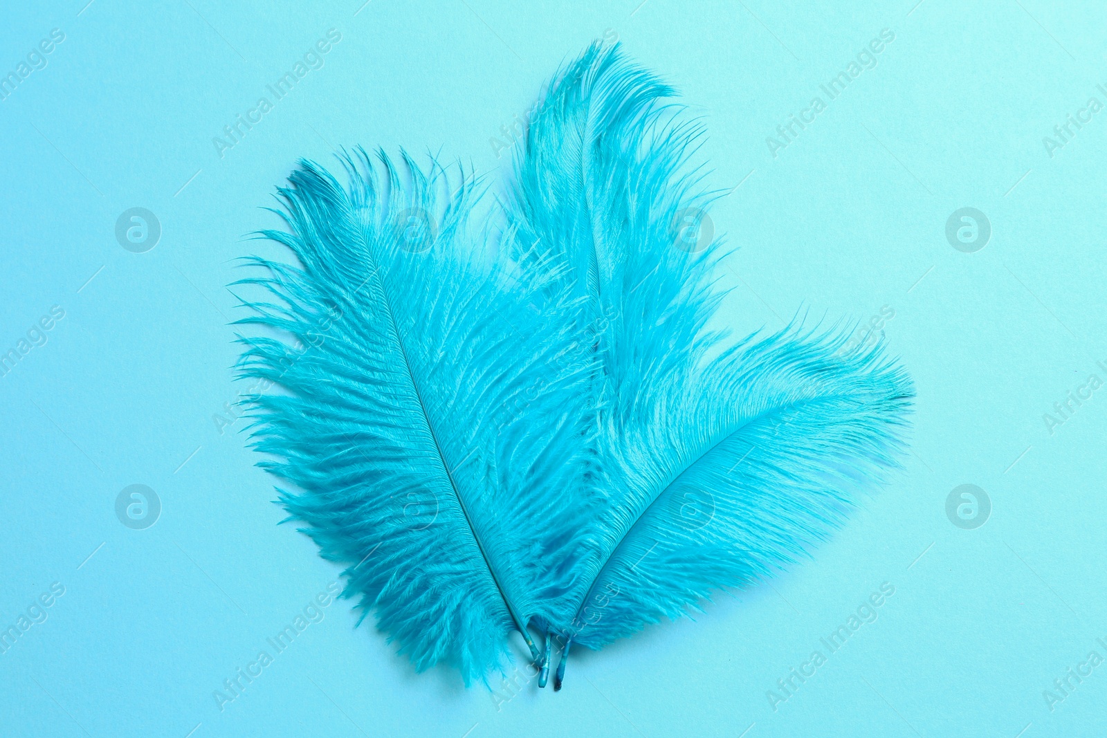 Photo of Beautiful delicate feathers on light blue background, top view