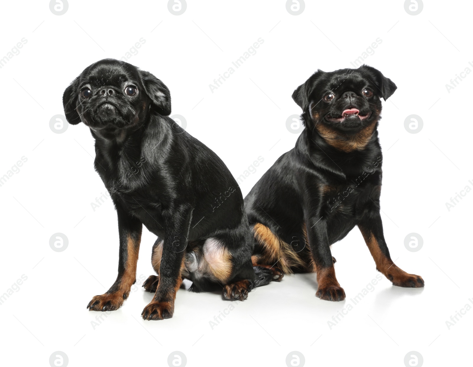 Photo of Adorable black Petit Brabancon dogs on white background