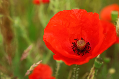 Beautiful red poppy flower growing in field, closeup